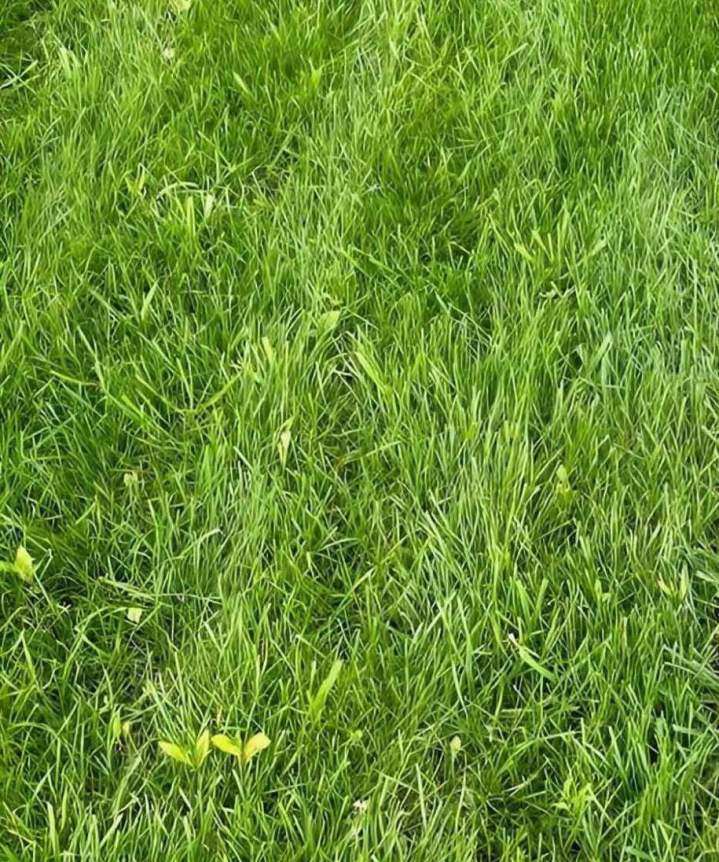 Pelouse traitée en hydro-ensemencement Saint-Isidore-De-Laprairie