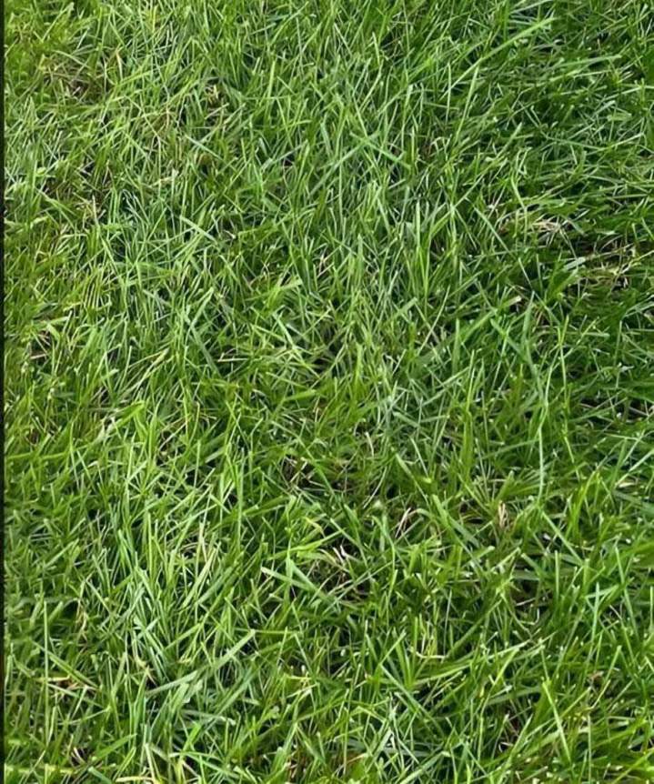 Pelouse traitée en Tourbe Saint-Isidore-De-Laprairie