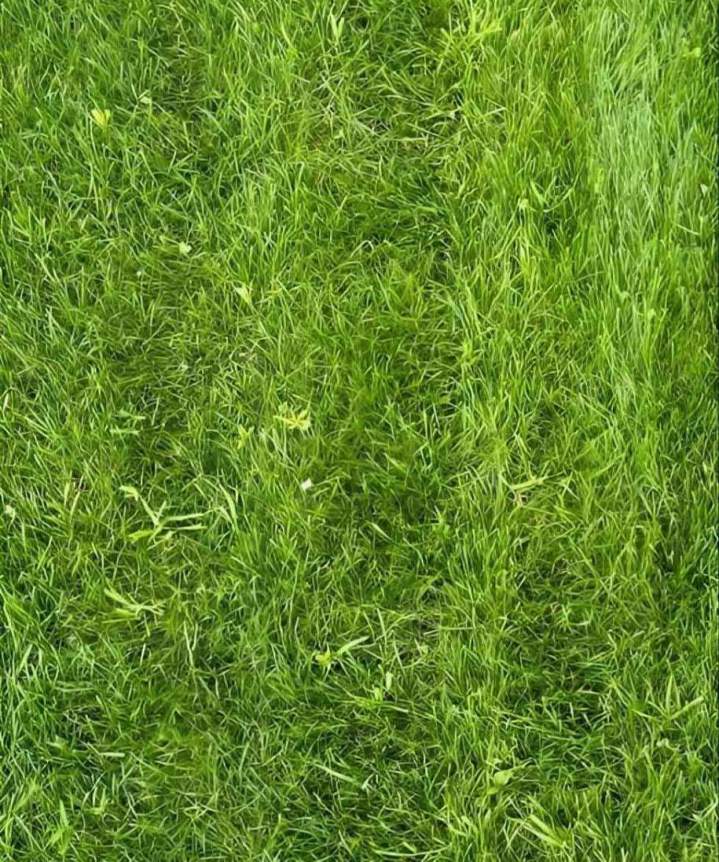 Pelouse traitée en hydro-ensemencement Saint-Isidore-De-Laprairie