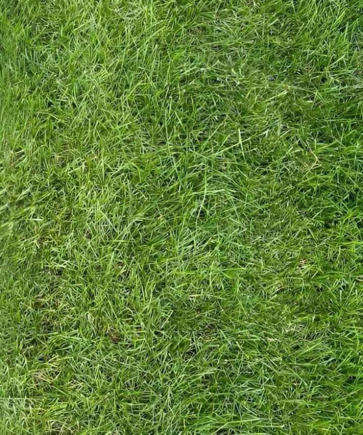 Pelouse traitée en Tourbe Saint-Isidore-De-Laprairie